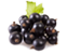 tag Blueberries icon